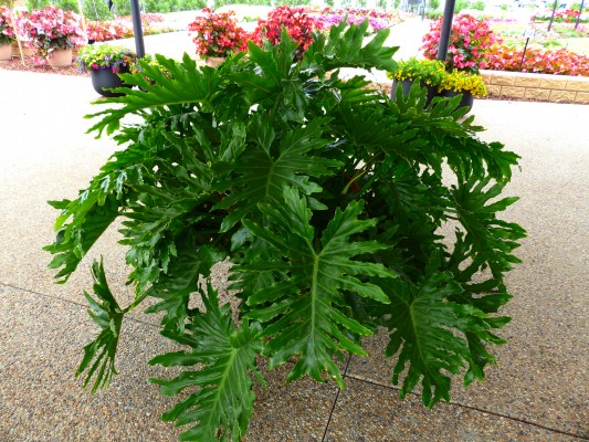 Philodendron Bipinnatifidum Outback Plants