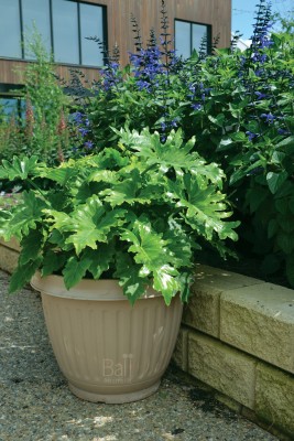 Philodendron Bipinnatifidum Outback Plants